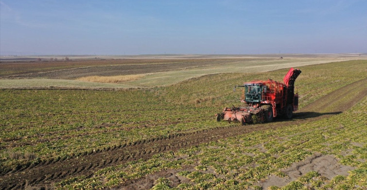 Kars'ta 94 Bin Ton Pancardan Şeker Üretildi