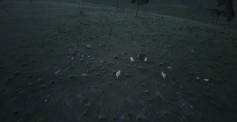 Kars'ta Boz Ayı ile Köpeklerin Kovalamacası Dron ile Kaydedildi