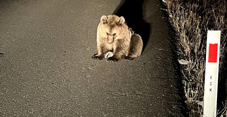 Kars'ta Bozayı Yavrusu Tedavi Altına Alındı