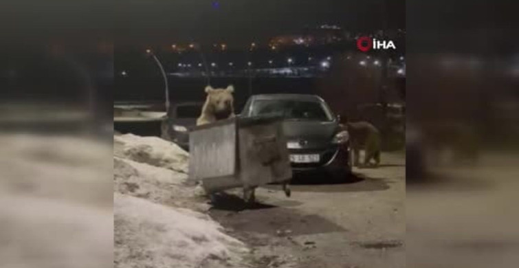 Kars'ta Bozayılar Çöp Alanında Görüntülendi