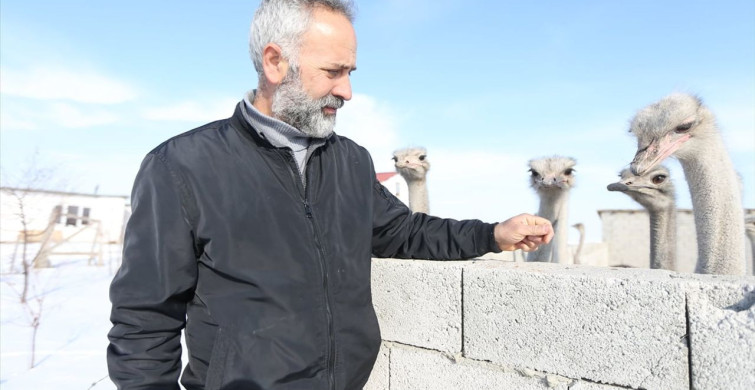 Kars'ta Deve Kuşları Kış Koşullarına Rağmen Yaşama Uyum Sağladı