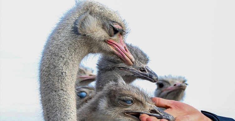 Kars'ta Deve Kuşu Yetiştiriciliği: Metin Tetik'in Çiftlik Hayali