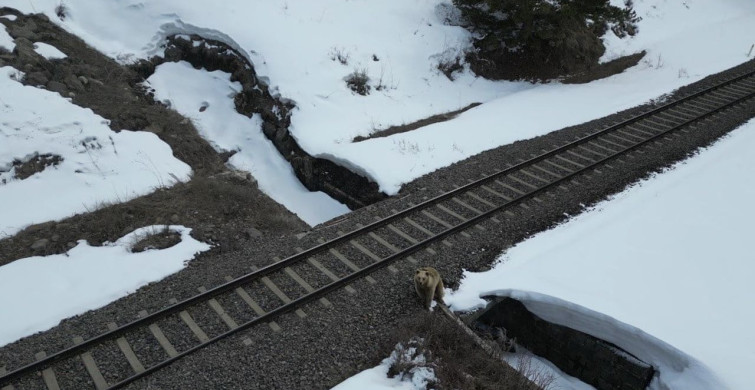 Kars'ta Drone ile Boz Ayının İlginç Karşılaşması