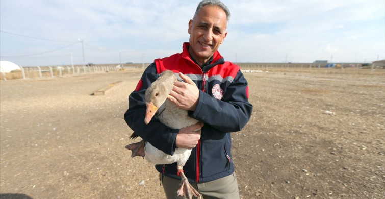 Kars'ta Geleneksel Kaz Yetiştiriciliği