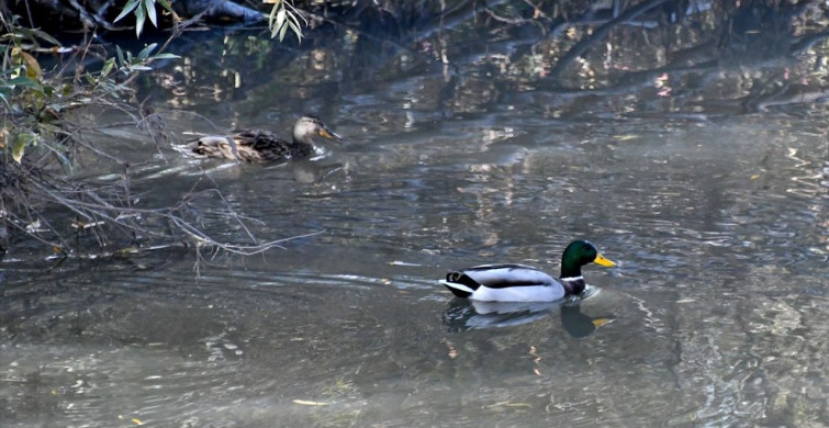 Kars'ta Göçmen Kuşlar Sulak Alanlarda Görüntülendi