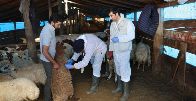 Kars'ta Hayvan Aşılama Çalışmaları Devam Ediyor