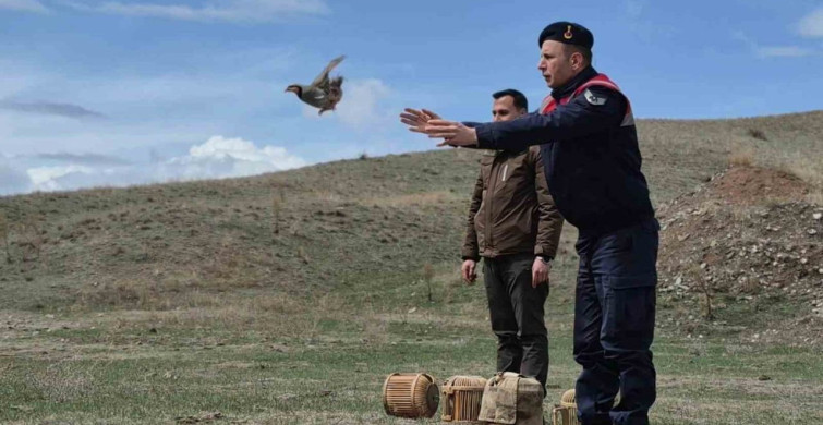 Kars'ta Kaçak Avcılarla Mücadele: 51 Keklik Doğaya Salındı