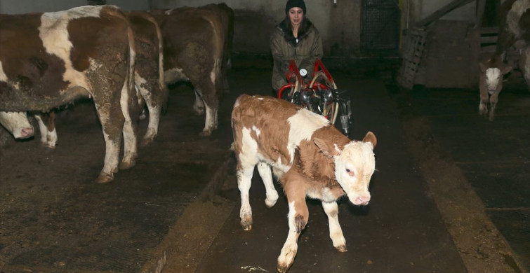 Kars'ta Kadın Girişimci Hayvancılığı Büyütüyor