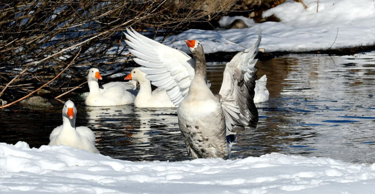 Kars'ta Kazlar Buzsuz Derelerde Yüzdü