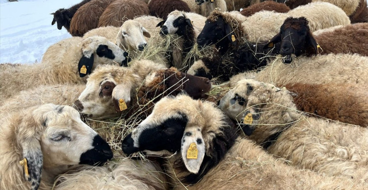 Kars'ta Kış Koşullarında Besicilik Mücadelesi