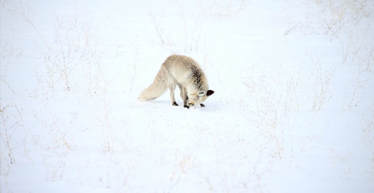 Kars'ta Kızıl Tilkilerin Avlanma Çabası