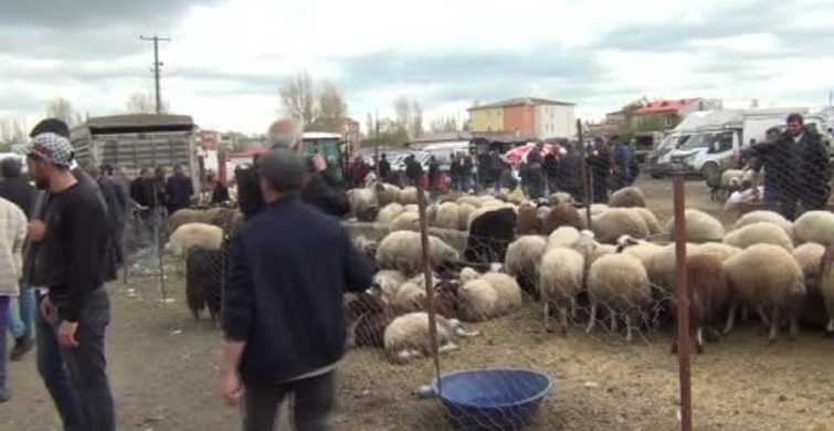 Kars'ta Kurban Pazarı Hareketlendi