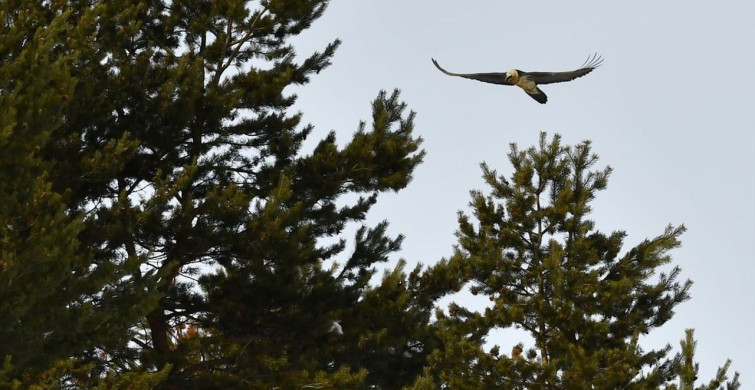 Kars'ta Nadir Görülen Sakallı Akbaba Tespit Edildi