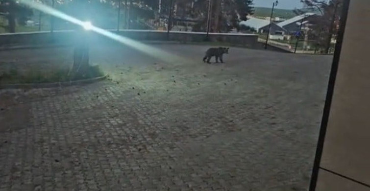 Kars'ta oteller bölgesine inen boz ayı ile vatandaş arasında geçen ilginç diyalog