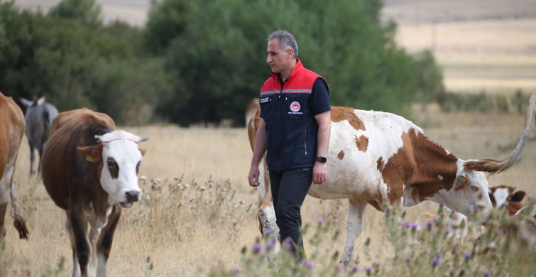 Kars'ta Şap Hastalığı İle Mücadele Başarıyla Devam Ediyor