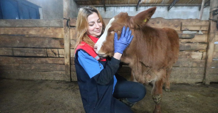Kars'ta Septisemi Aşısı Uygulamasıyla Buzağı Kayıplarının Önlenmesi