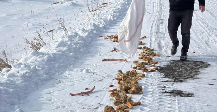 Kars'ta Yaban Hayvanları İçin Yoğun Kar Yağışında Gıda Desteği