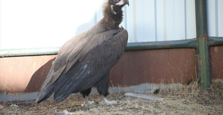 Kars'ta Yaban Hayvanları Kurtaran Merkez: 10 Yılda 4500 Tedavi