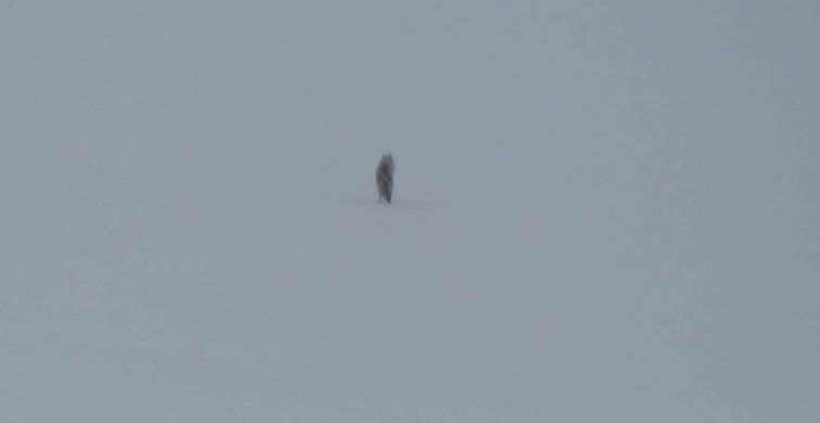 Kars'ta Yalnız Kurt Görüntülendi