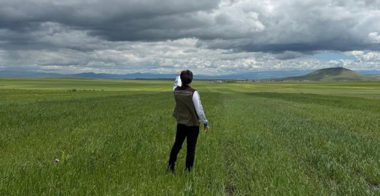 Kars'ta yem bitkileri tespit çalışmaları sürüyor