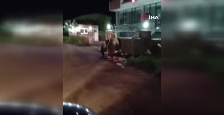 Kars'ta yiyecek arayan ayılara türkü söyleyen vatandaş dikkat çekti