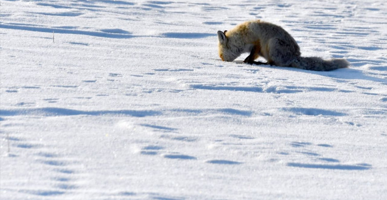 Kars'ta Yiyecek Arayan Yaban Hayvanları Görüntülendi