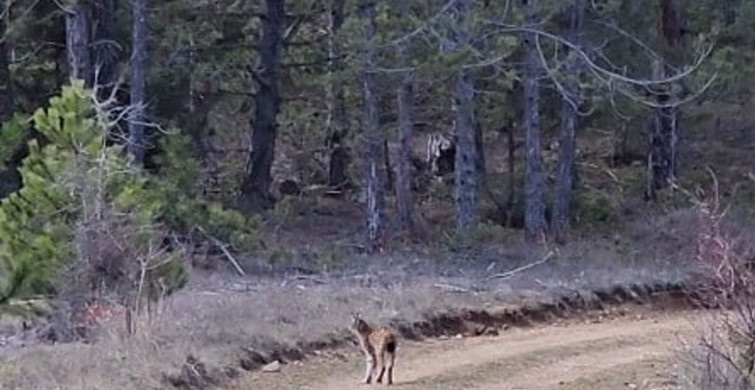 Kastamonu Ormanında Vaşak Görüntülendi
