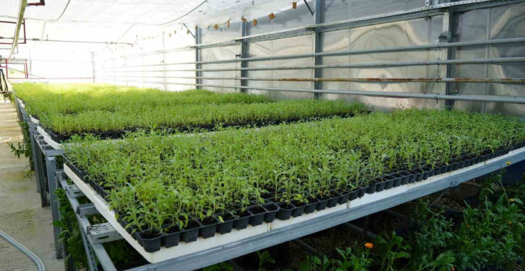 Kastamonu üniversitesi serasında aromatik bitki üretimi çiftçilere ekonomik katkı sağlıyor