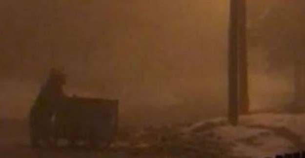 Kastamonu'da Ayı Aç Kaldı! Yemeğini Çöpte Aradı