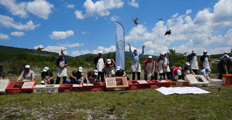 Kastamonu'da doğaya bin 200 kınalı keklik salındı