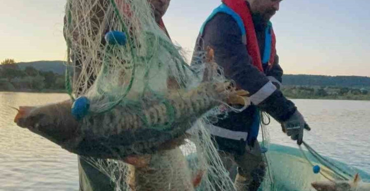 Kastamonu'da Hayalet Ağlar Ele Geçirildi: 200 Kilogram Sazan Kurtarıldı