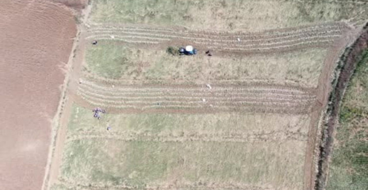 Kastamonu'da kadın emekçiler sıcak altında sarımsak hasadı yapıyor