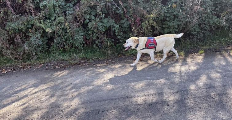 Kastamonu'da Kayıp Anne ve Oğul İçin Arama Çalışmaları Devam Ediyor