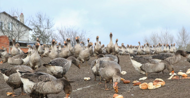 Kastamonu'da Kaz Yetiştiriciliği ile Başarı Hikayesi