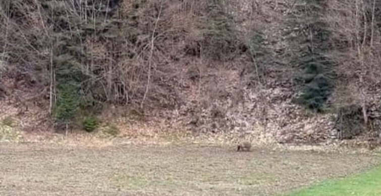 Kastamonu'da Kış Uykusundan Uyanan Ayılar Ormanlık Alanda Görüntülendi