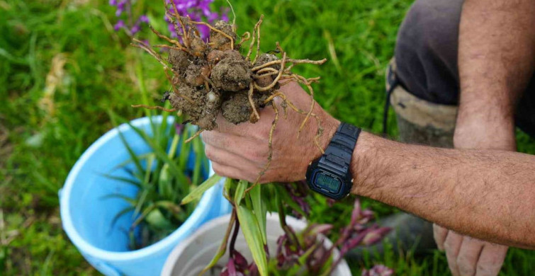 Kastamonu'da salep hasadı devam ediyor, kilosu 13 bin TL'ye satılıyor