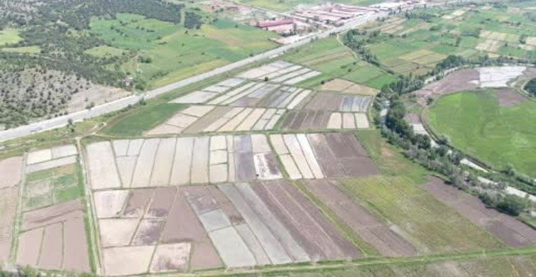 Kastamonu'da Sarıkılçık Çeltiği Ekimi Başladı
