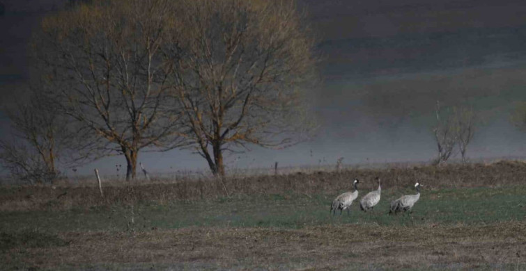 Kastamonu'da Turna Ailesi Görüntülendi