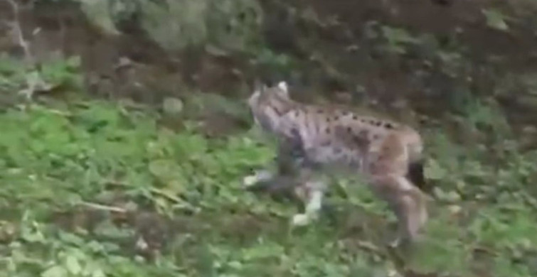 Kastamonu'da Vaşak Görüntülendi