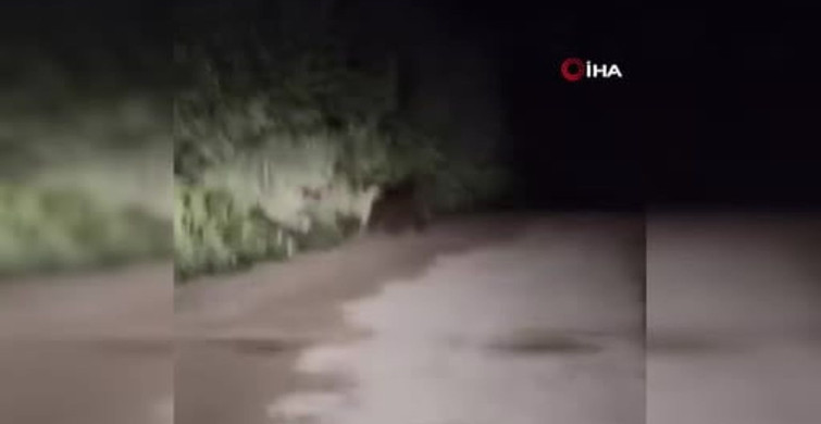 Kastamonu'da yavru ayılarla karşılaşan sürücü panik yaşadı