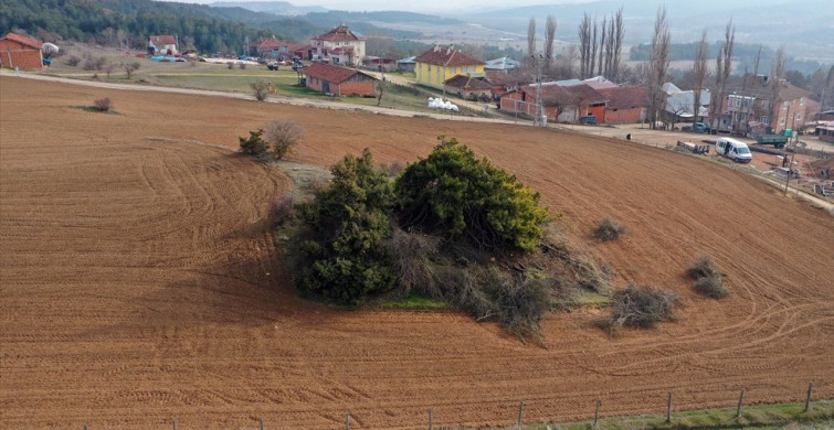 Kastamonu'daki Eşsiz Çam Ağacı: Yüzyıllara Meydan Okuyor