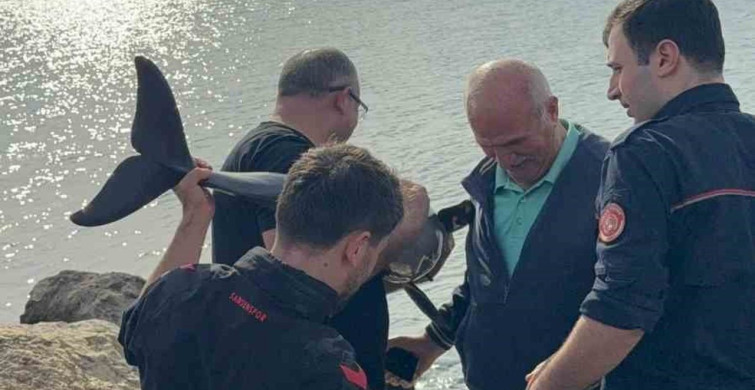 Kayalıklara Sıkışan Yunus, Polis Memuru Tarafından Kurtarıldı