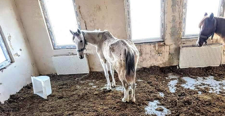 Kayıp Atların 224'ü Bakımsızlık Yüzünden Ölmüş
