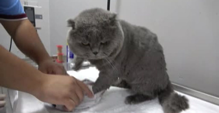Kayıp kedi Tom 4 gün sonra bulundu