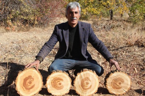 Kayısı Ağacını Kestiği Her Yerden Ay-Yıldız Görüntüsü Çıktı!