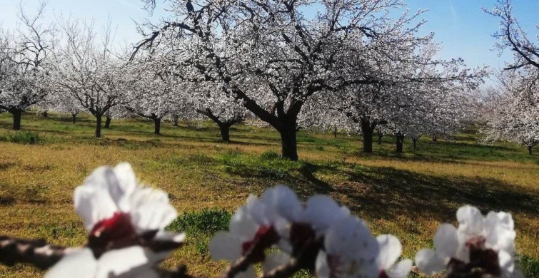 Kayısı Bahçelerinde Zemzemli İlaçlama Geleneği