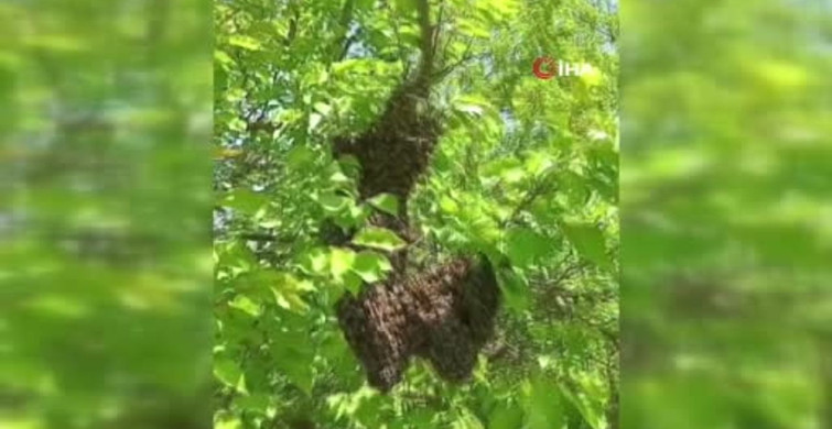 Kayısı Bahçesindeki Oğul Veren Arılar Görsel Şölen Sundular