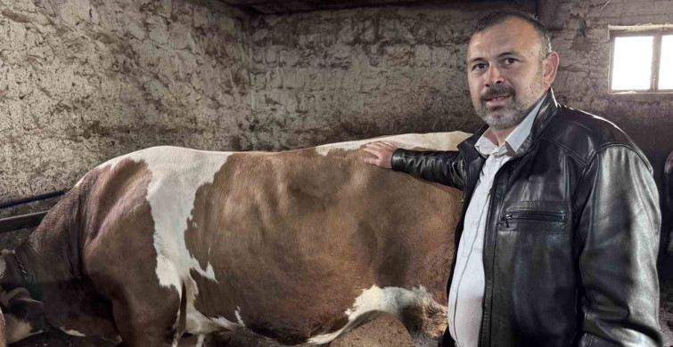 Kayseri'de 1 Tonluk 'Kocaoğlan' Kurbanlık Boğa Alıcı Bekliyor