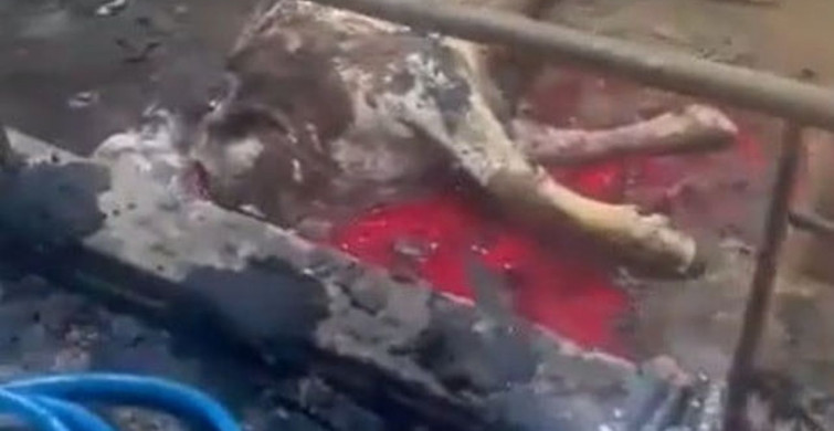 Kayseri'de Ahır Yangını: 12 Büyükbaş Hayvan Telef Oldu