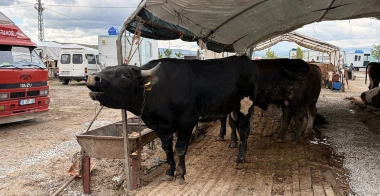 Kayseri'de Kurban Bayramı'nda Rekor Kesim Sayısı